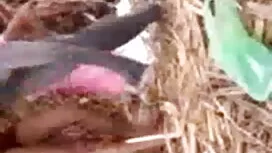 শ্যামাঙ্গিণী, সুন্দর ...