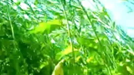 স্বর্ণকেশী, বাংলাদেশ ...